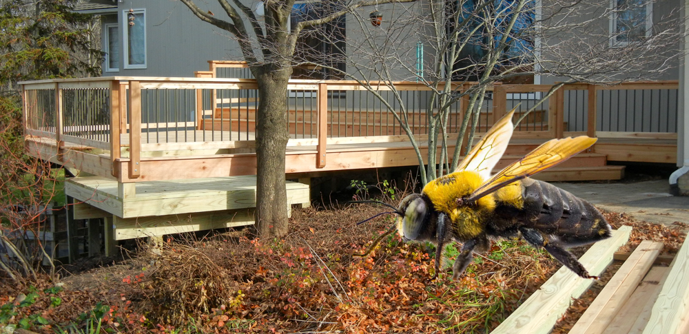 Carpenter bee damage to wood decks is something our crew sees more and more often across Washtenaw County. Owner Josiah Shurtliff shares what we're finding in the field, and what homeowners can do about it.